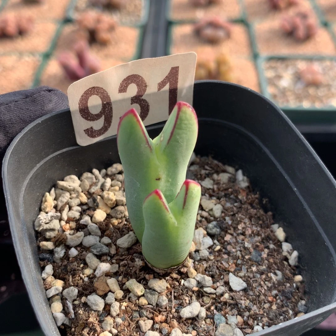 931母本母本母本