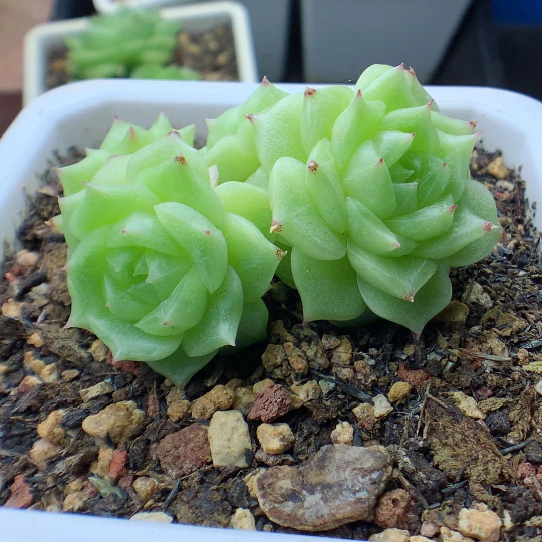 58包邮  群生不包整 32