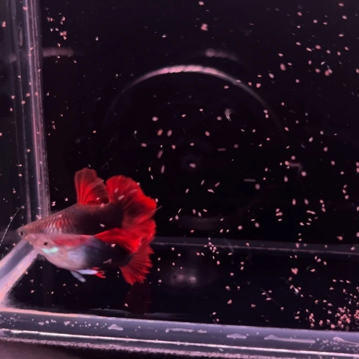 孔雀鱼短球爆绒折扇球1对