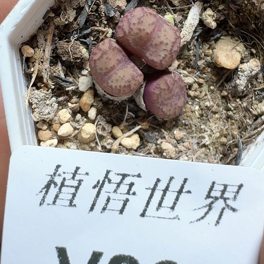 861盒多肉植物哇f c