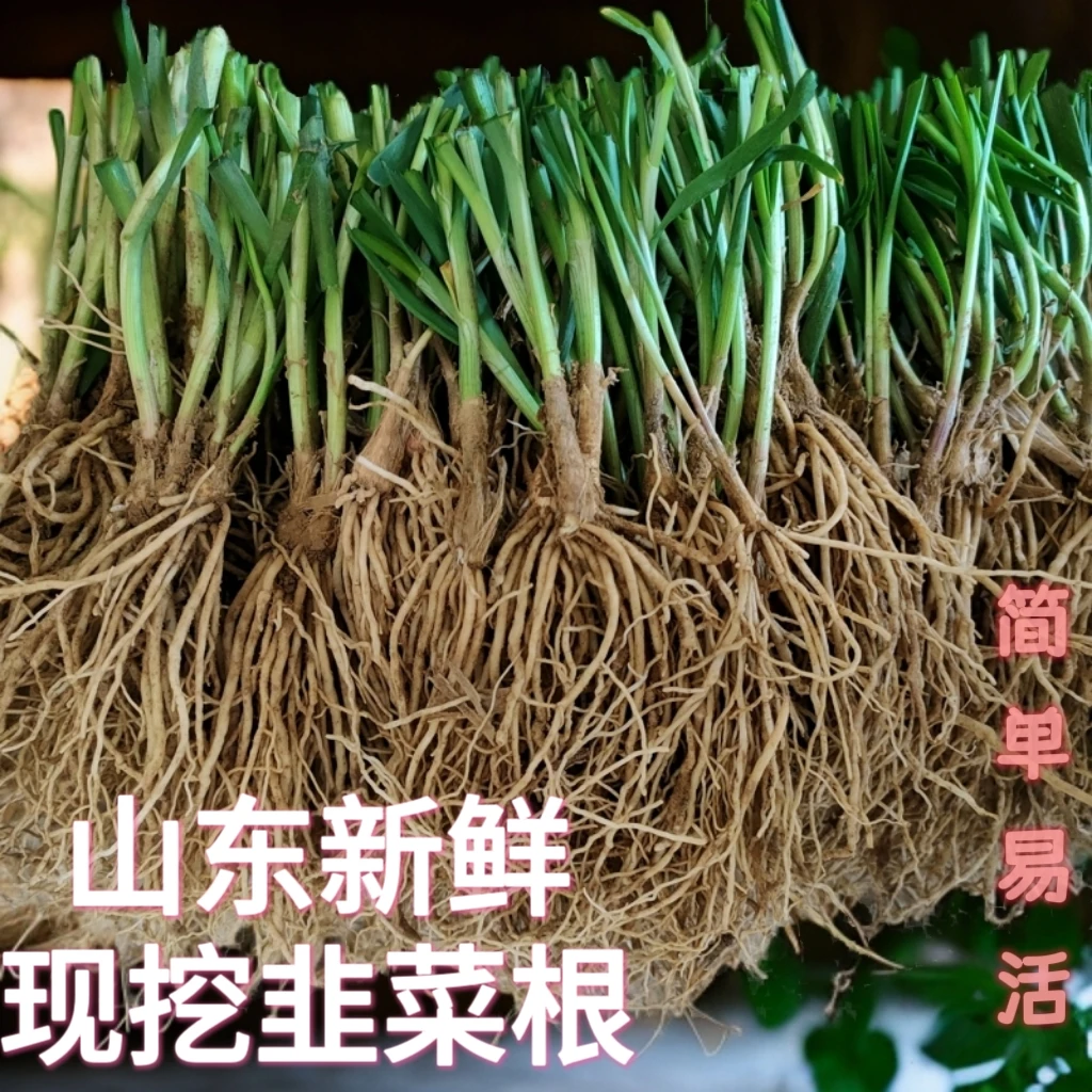 新鲜韭菜根紫根细根宽叶香韭菜盆栽庭院种植蔬菜四季可栽好养绿植