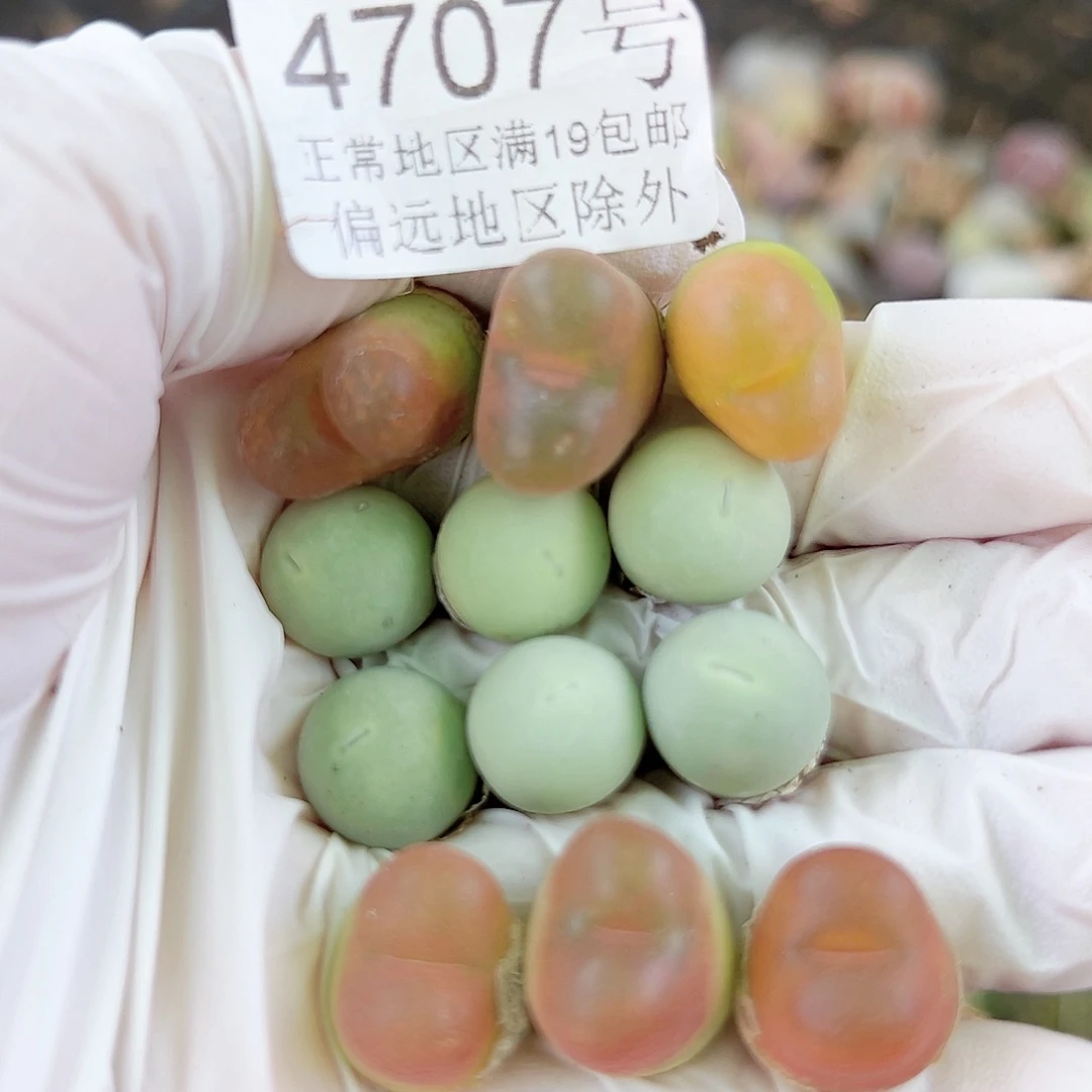 4707鸽子蛋6个毛毛6个1-1.5cm比较小