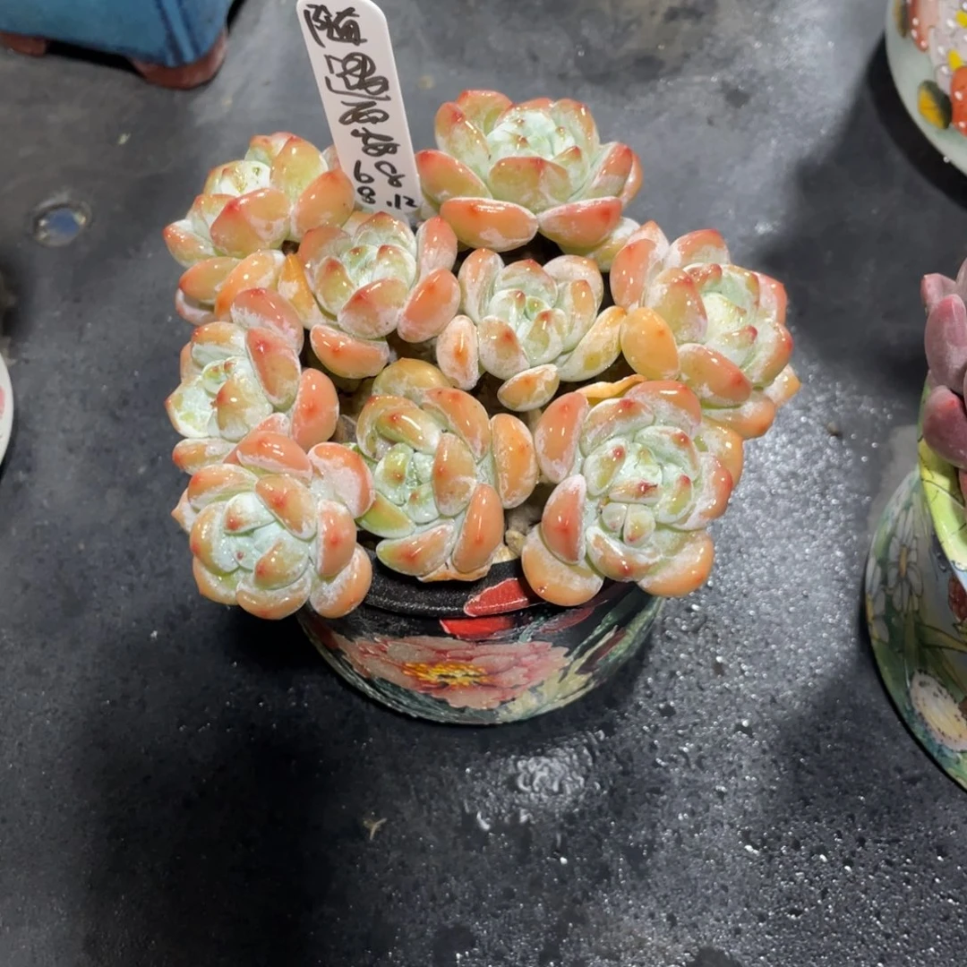 ****安一物一拍中通快递寄养
