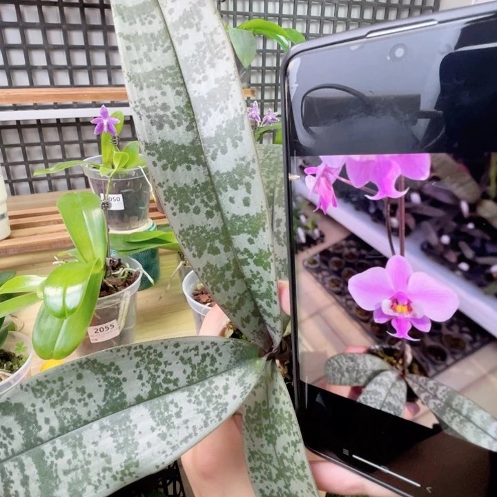 完全开放山菜TKB分生-脉纹浓香-2042