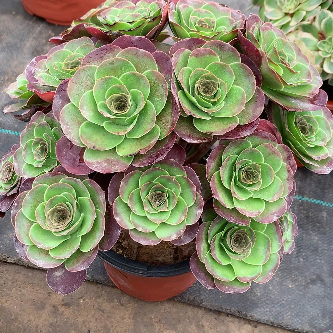完全开放法师图片植物多肉