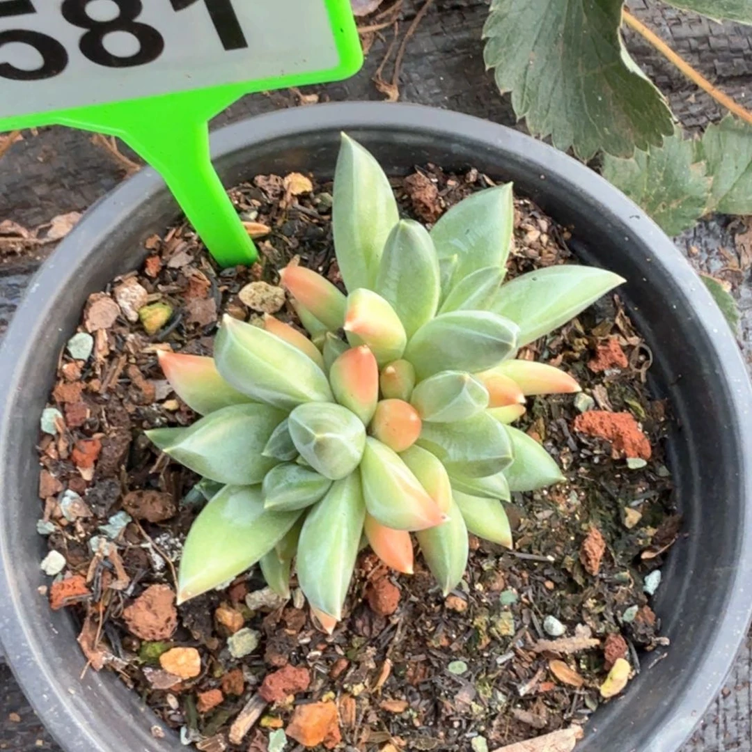 彩翼美人多肉植物581