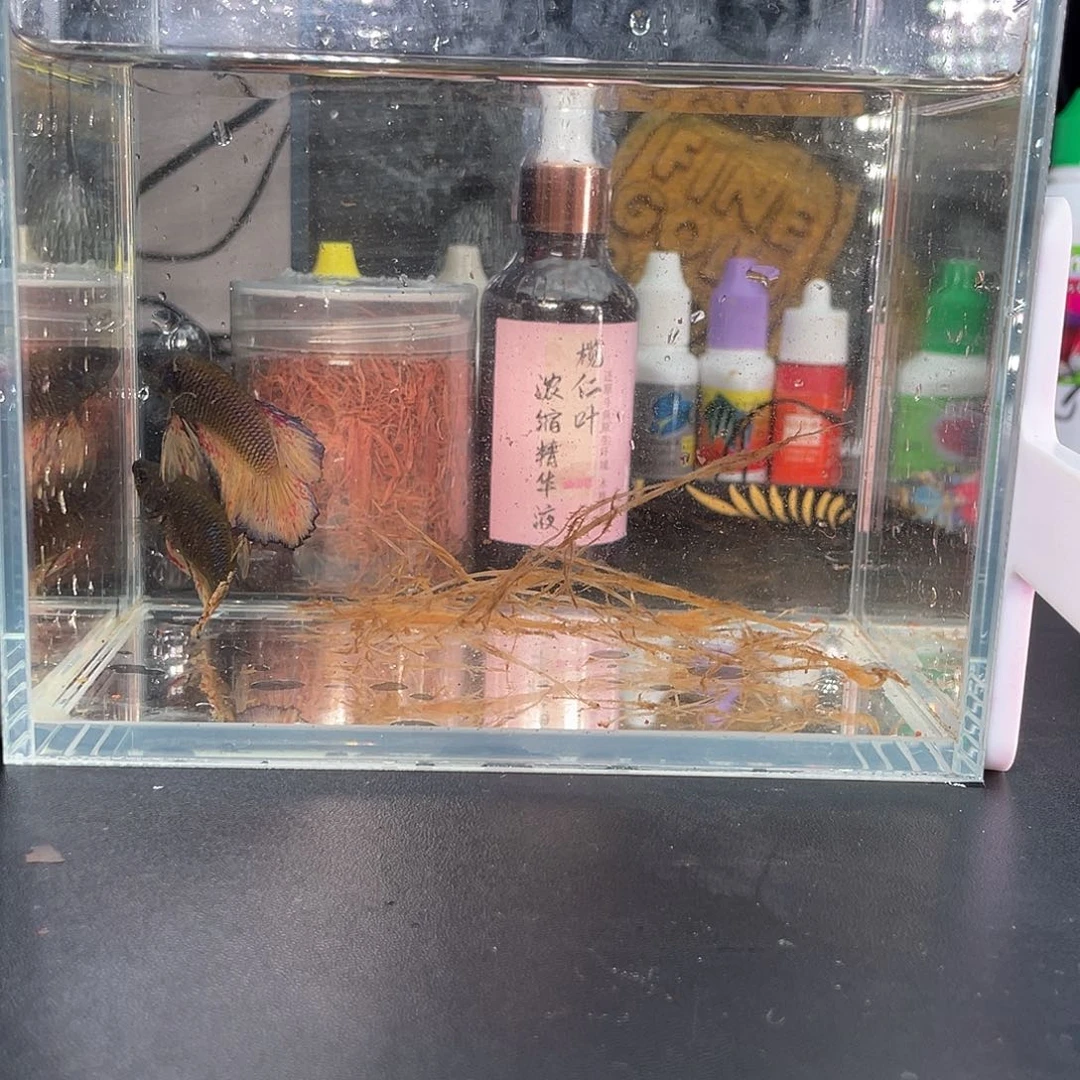 斗鱼mg万兰达繁殖组004号