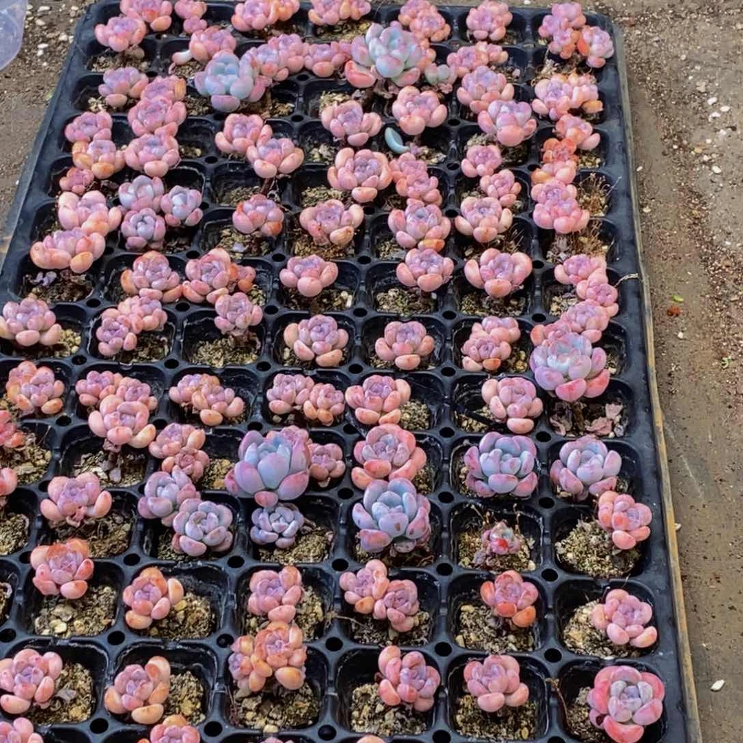 28多肉植物保护研究所所长助理