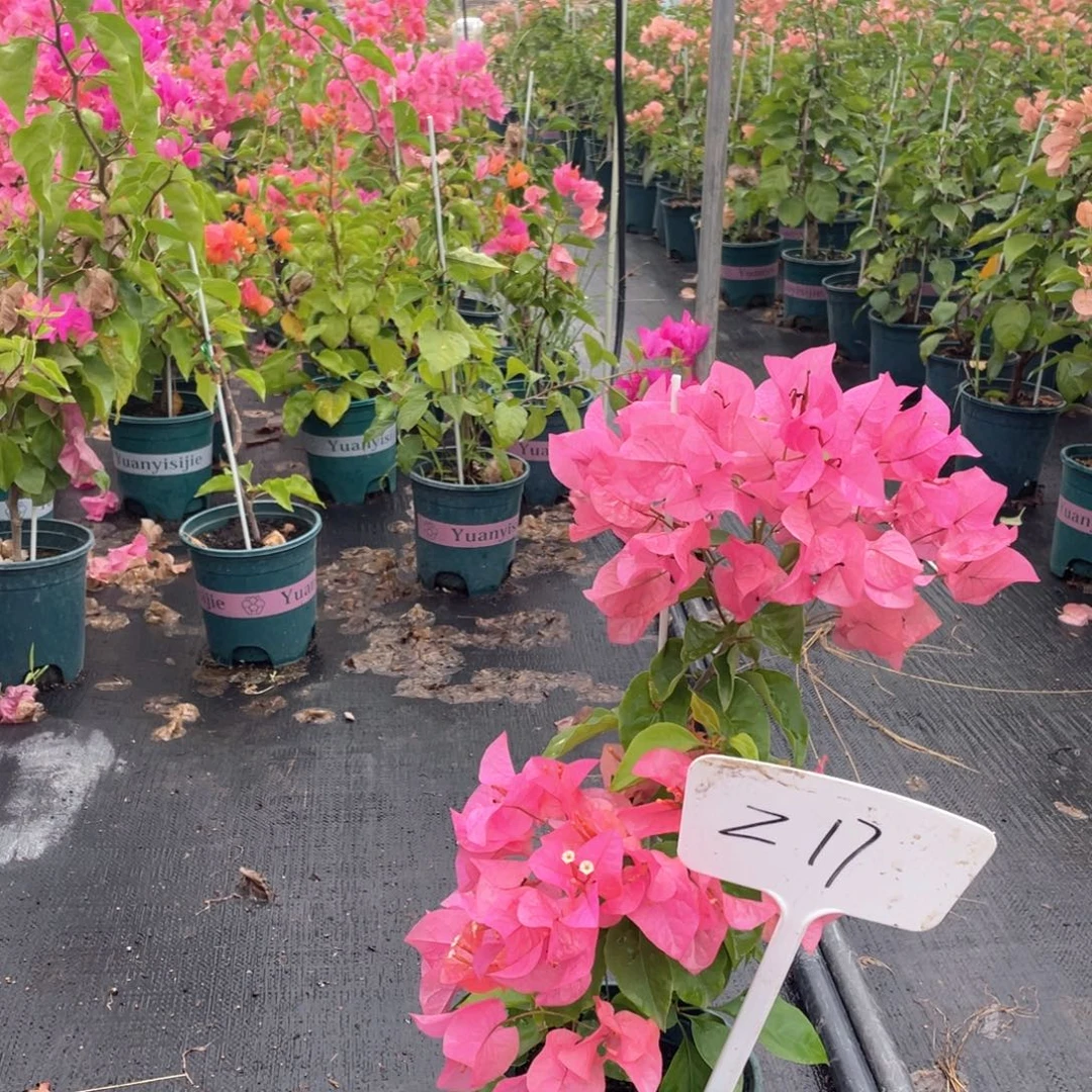 笨***C大量花朵（建议范围：8朵-15朵 或40%以上）波妹Z17