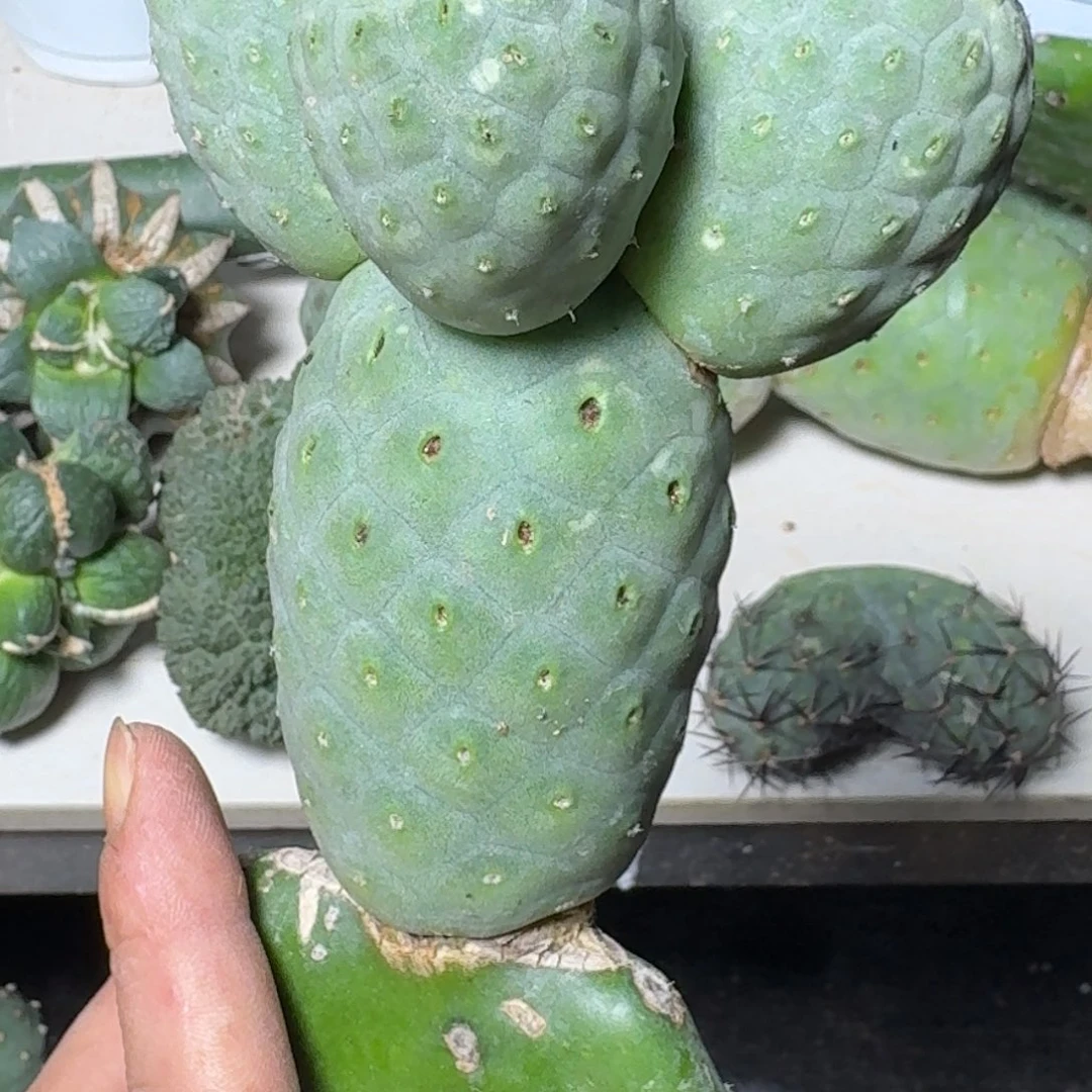 【闪购商品】无花朵四头超级洞洞陨石愣981