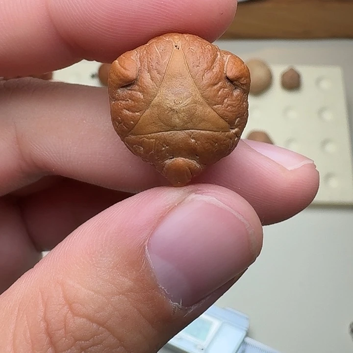 吊坠凤眼菩提龙爪三通