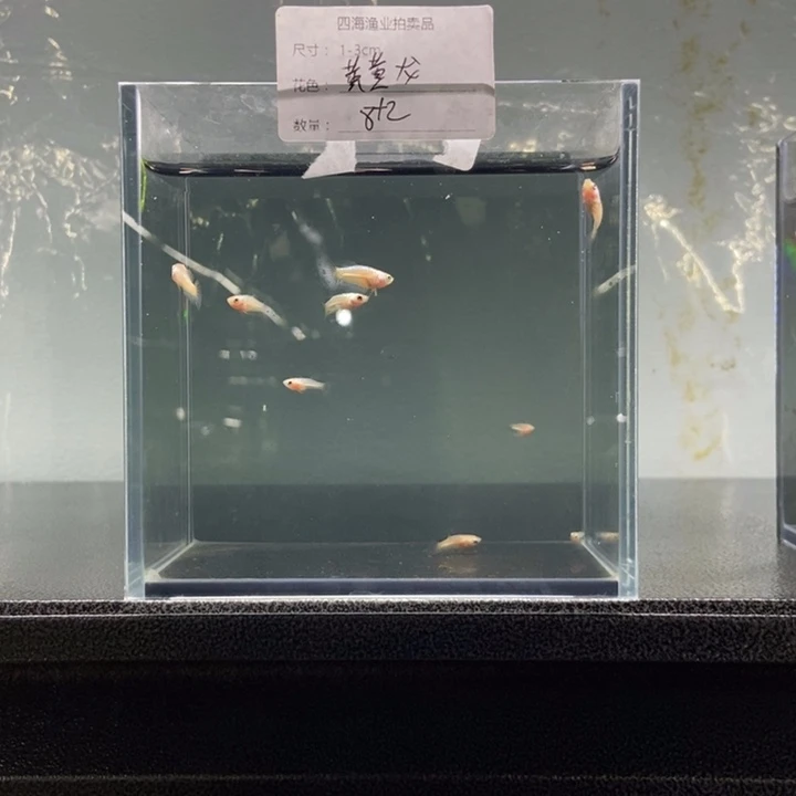 斗鱼包活不包损所见即所得061