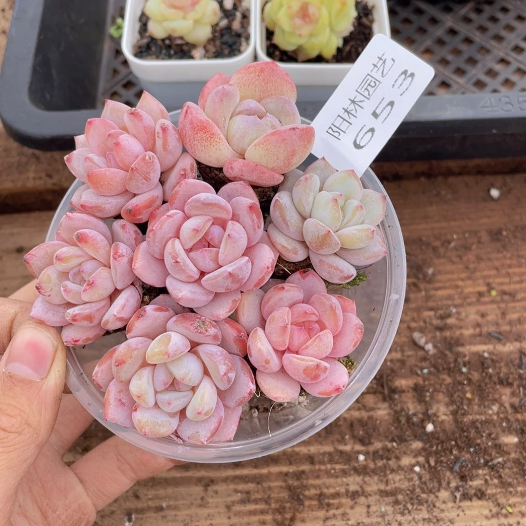 多肉植物多肉植物653