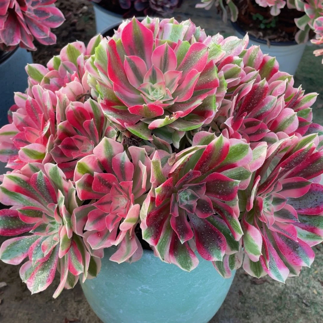 297粉女巫精品法师老桩