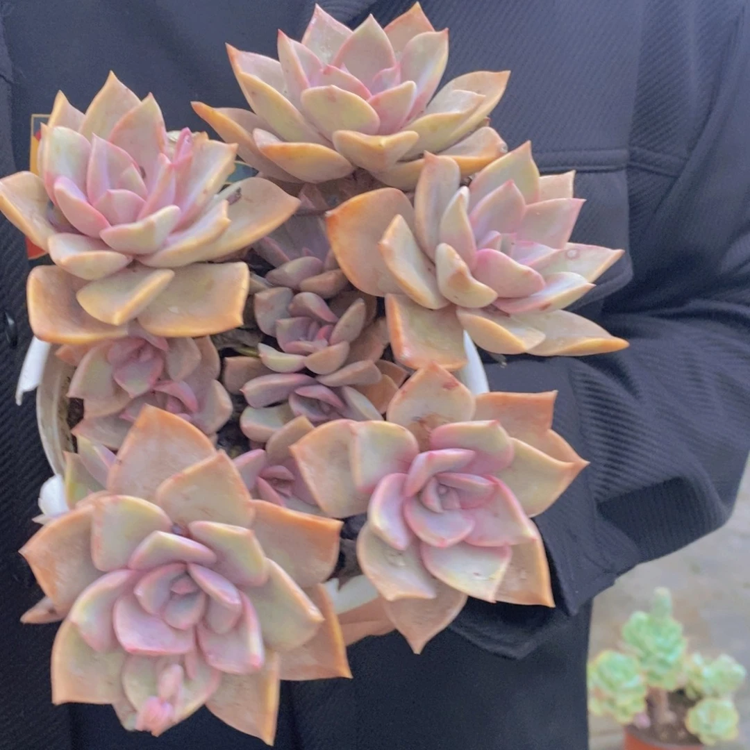 中国初恋整桩整群，180杯