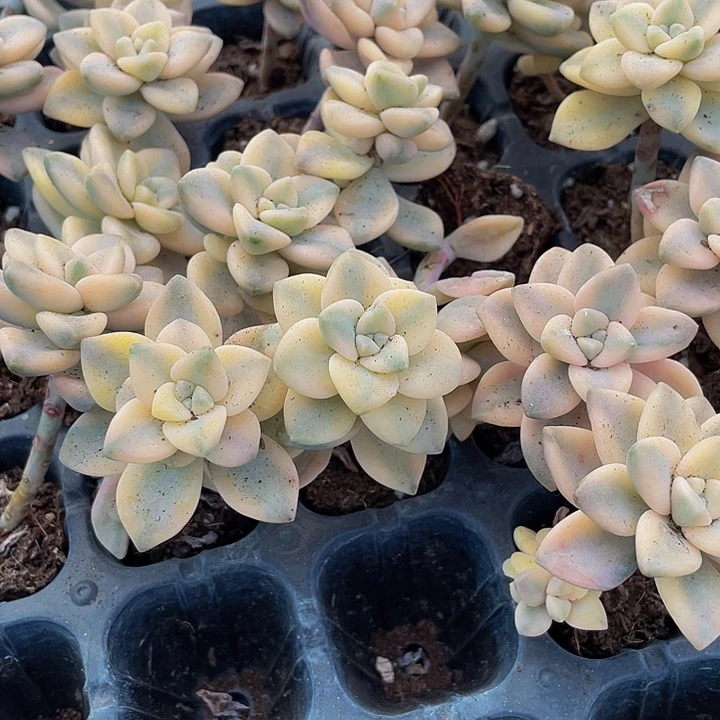 小美杏锦1元带土发货