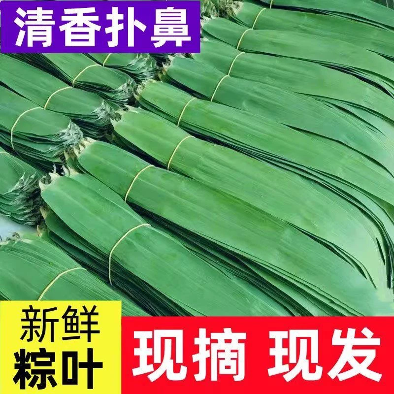 顺丰包邮安徽无为特产芦苇粽叶新鲜采摘裹粽子的叶子1袋100片包邮