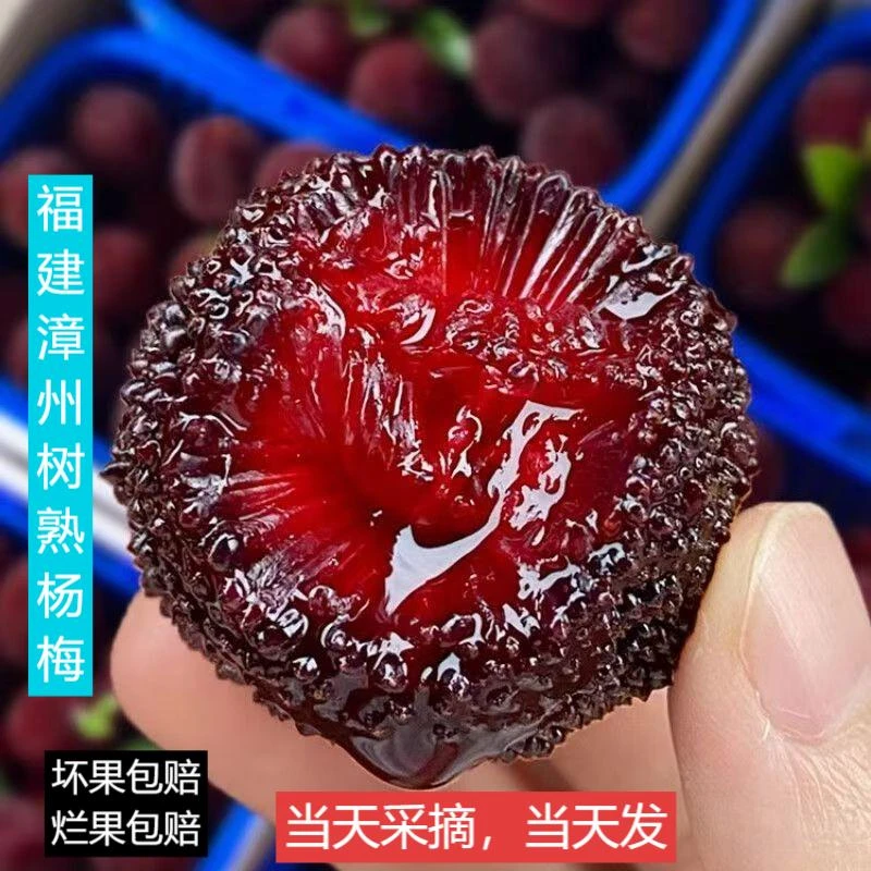 正宗福建漳州老树杨酸酸甜甜应季水果孕妈妈3