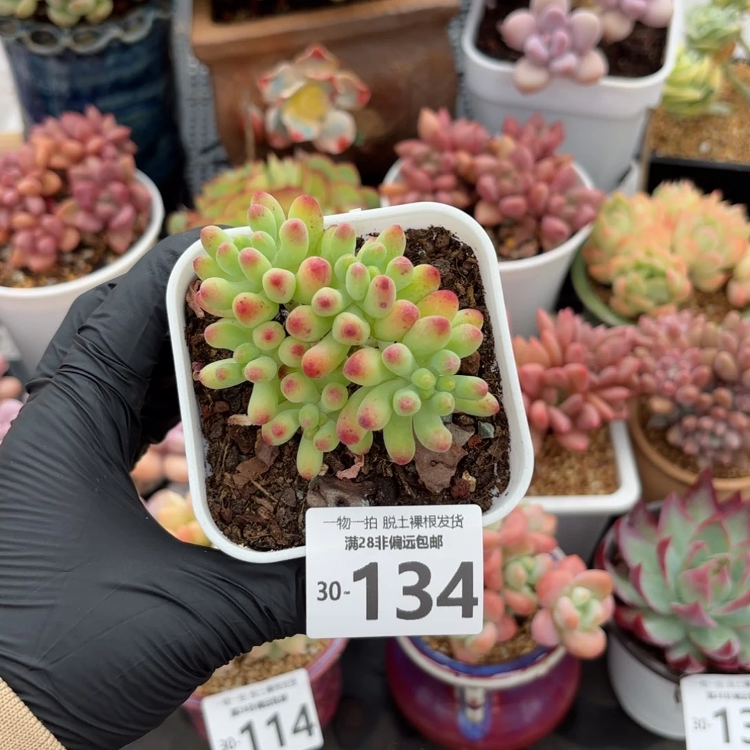 果冻乙女心缀化多肉多肉