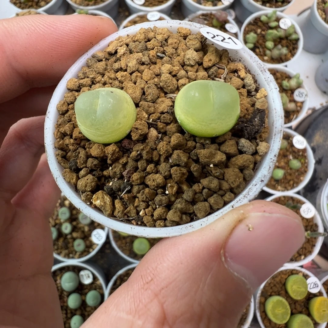 拉登一颗脱土22100000