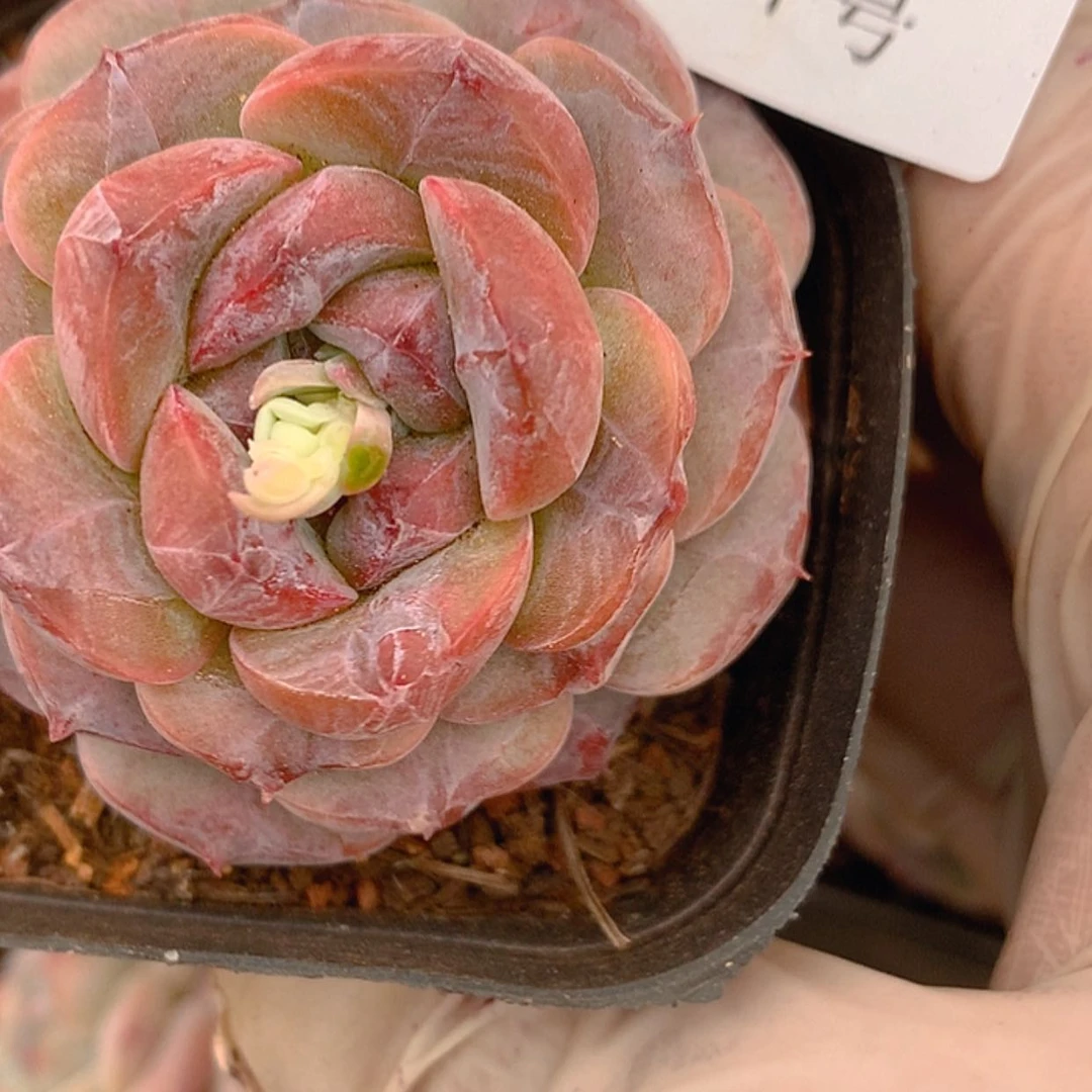 【闪购商品】云626