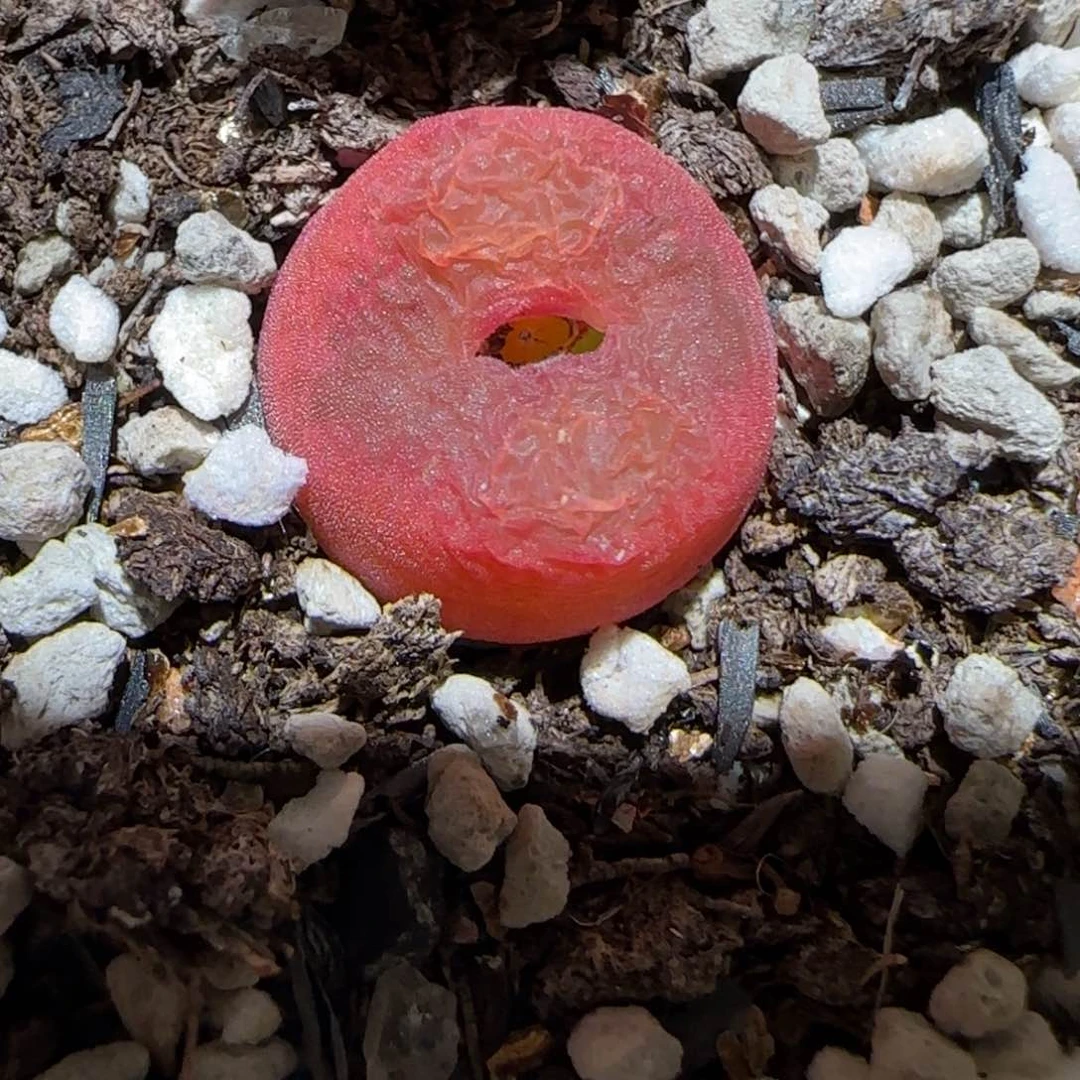 肉锥多肉植物百科-水蜜桃958
