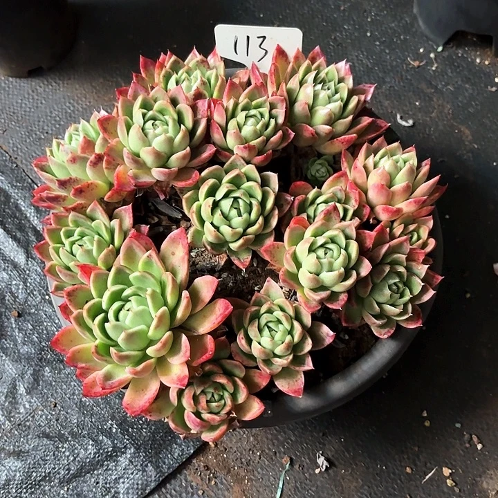 多肉植物，红女巫113号