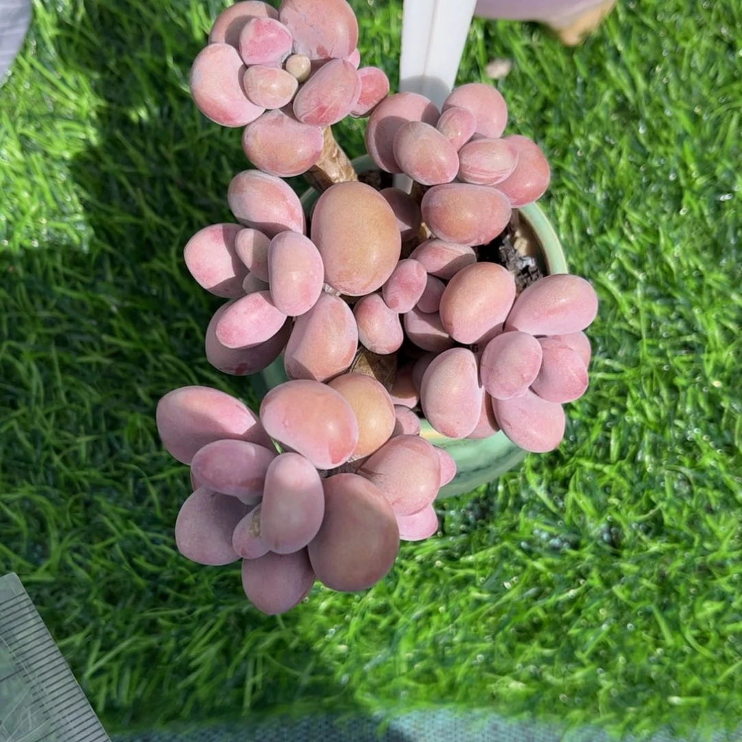 C***没多肉植物2130带盆