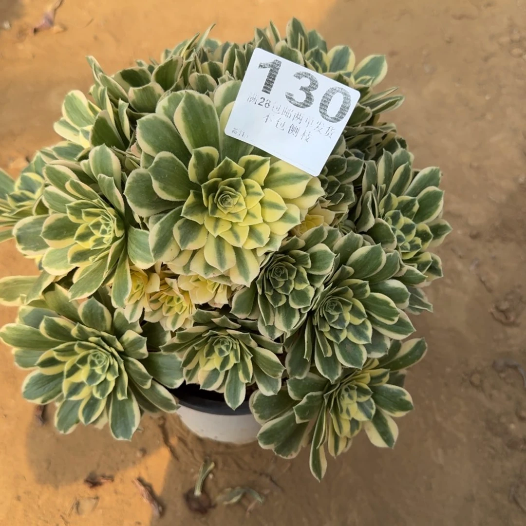 陈*长130号迈巴法师不包损