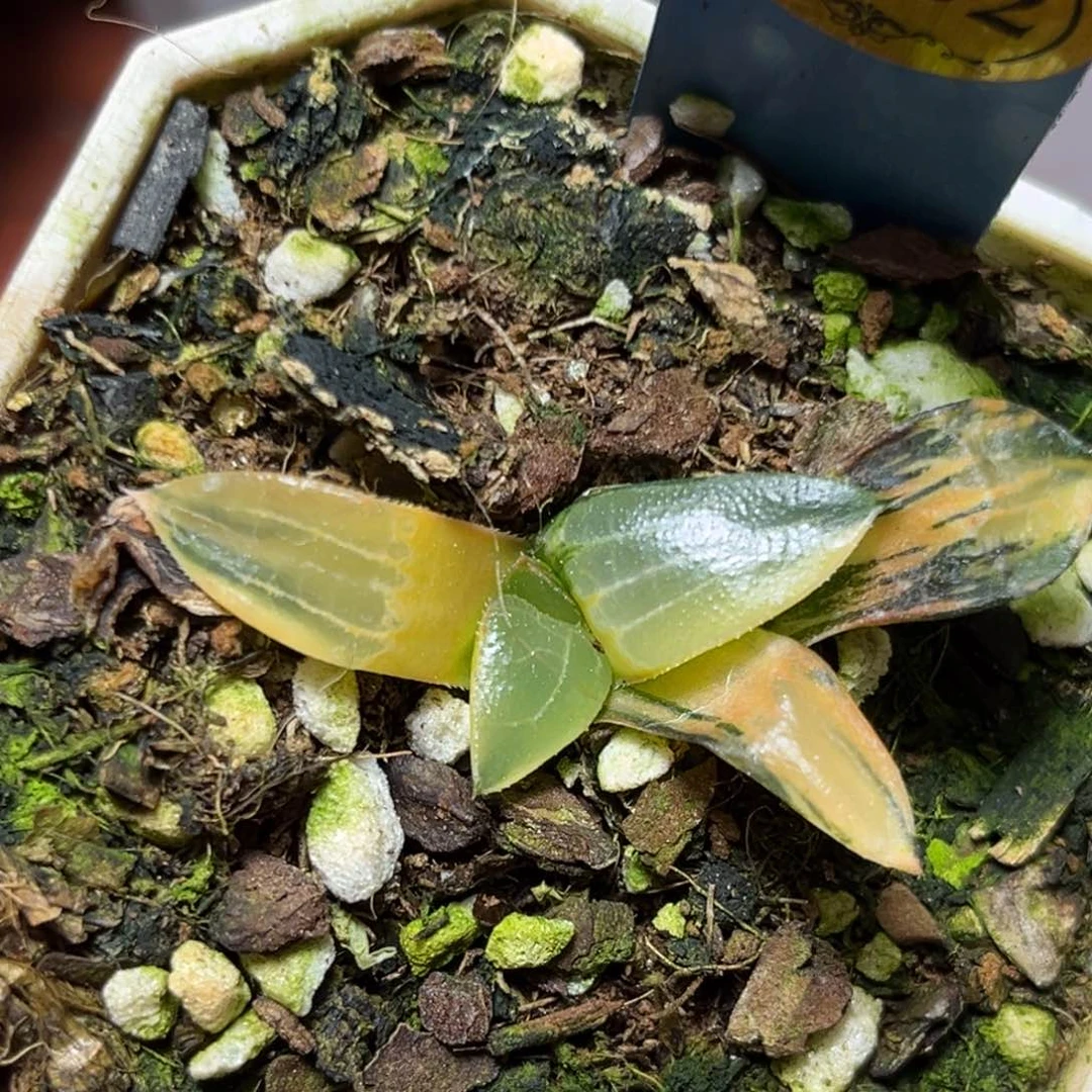 恭喜发财大吉大利0382