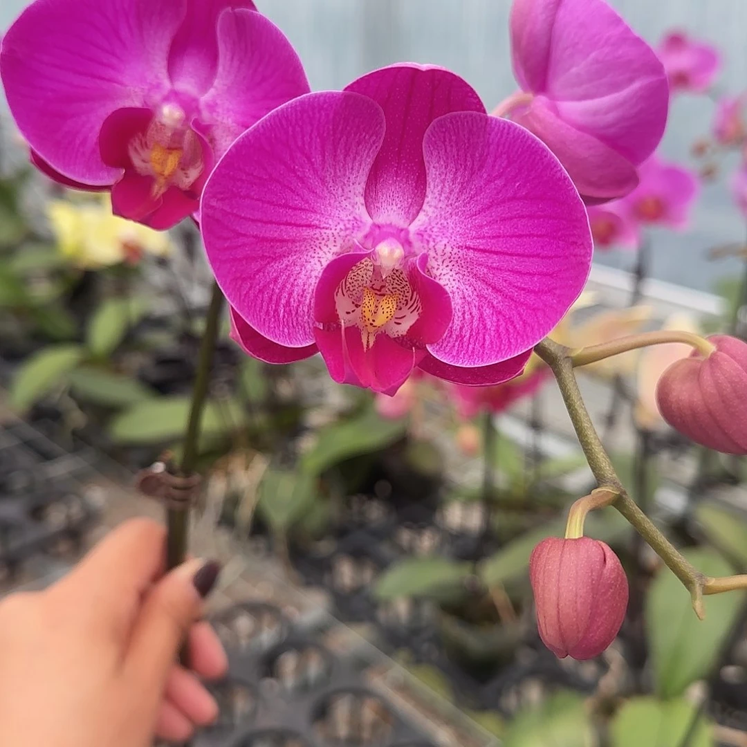 大部分花苞少量开放实生A008无售后带花发