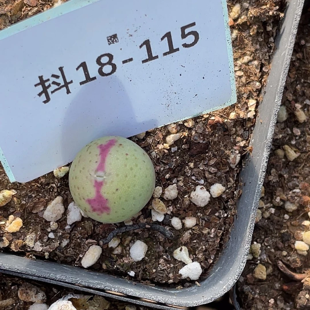 逗*18-115肉锥多肉植物