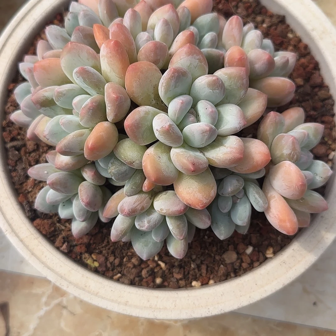 13头香水老桩自然群