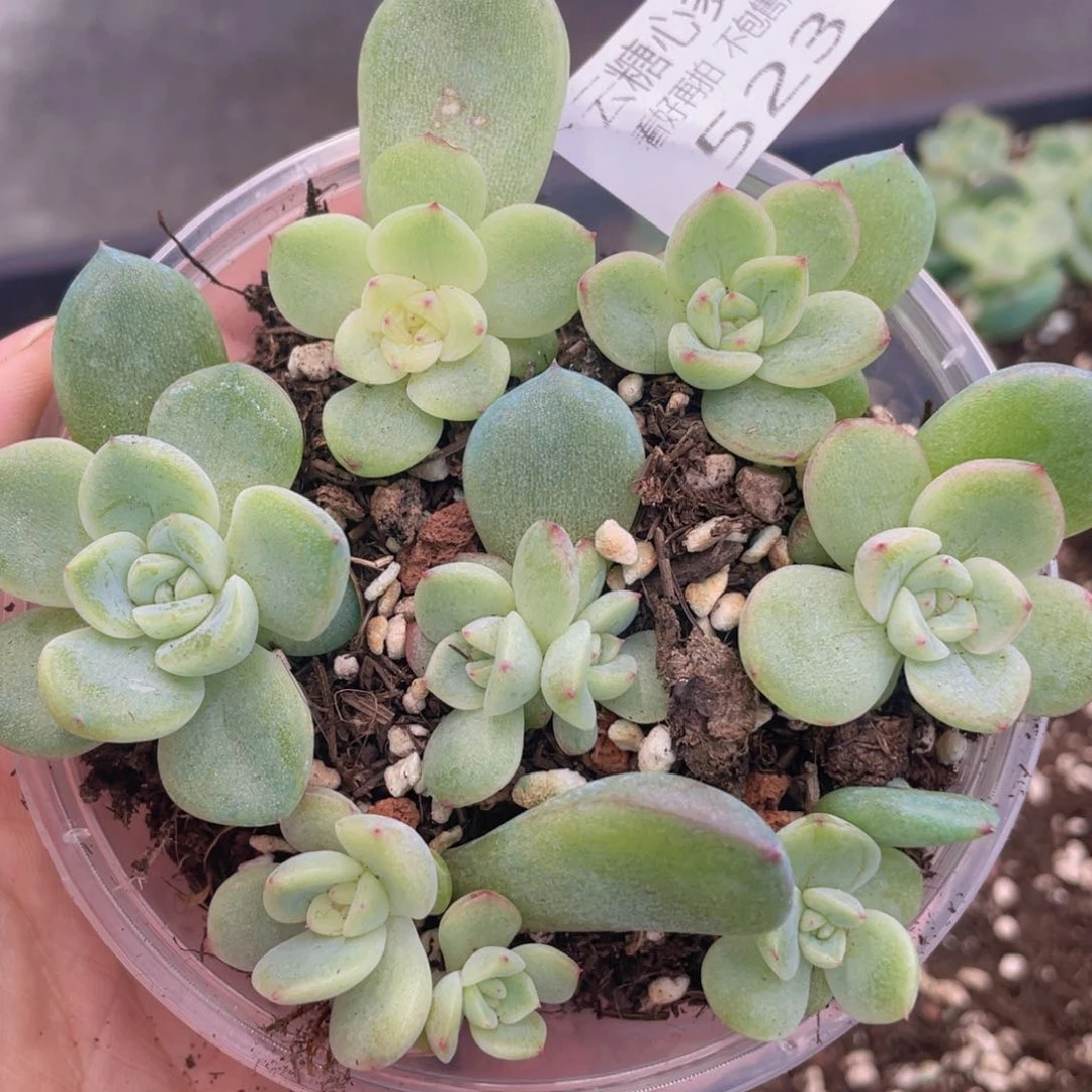 云糖心多肉植物523