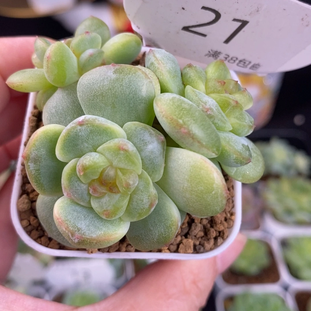 星星月四头群21号