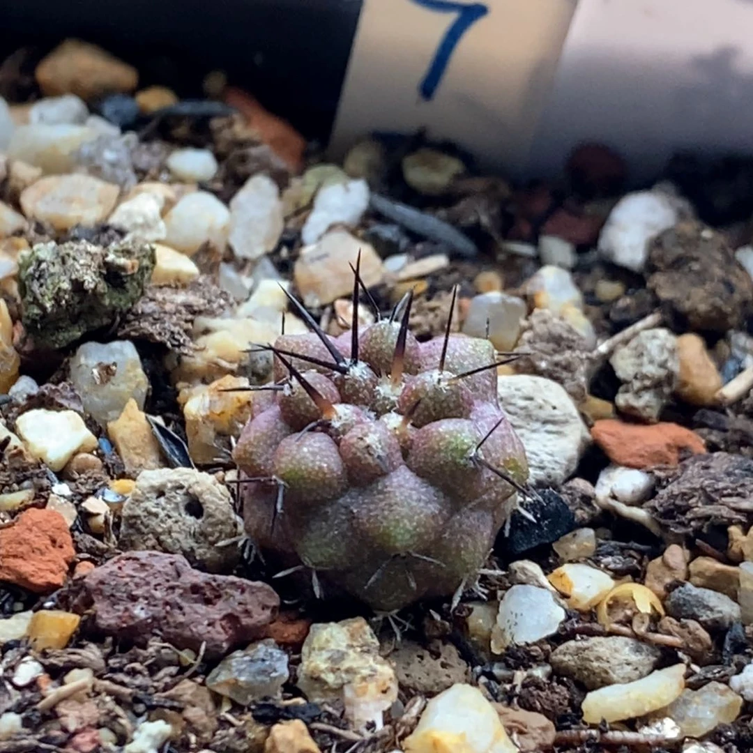 实生黑王丸1.2cm