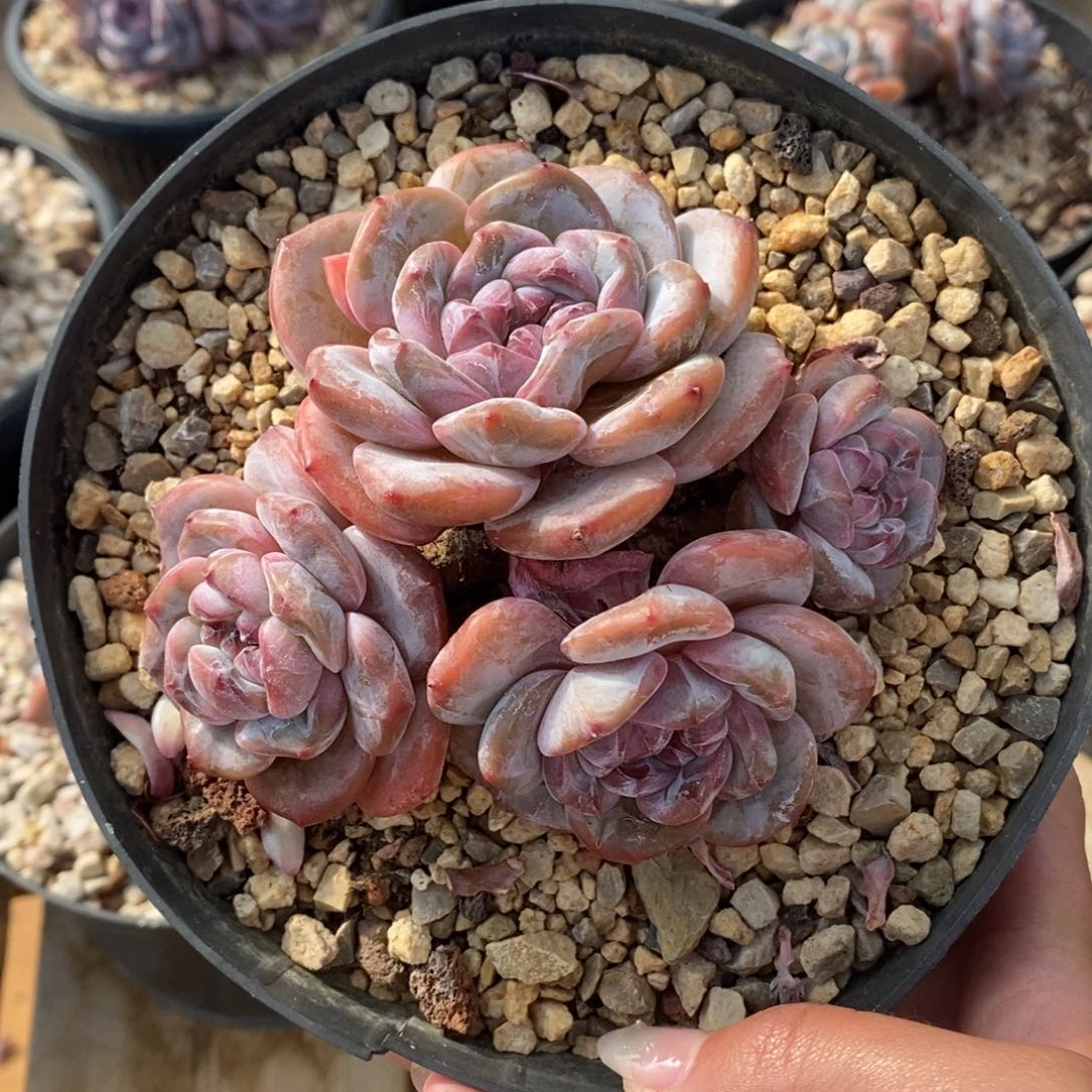 四头脸朝上红皮紫心