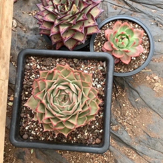 灵***师每周特价活动开始啦