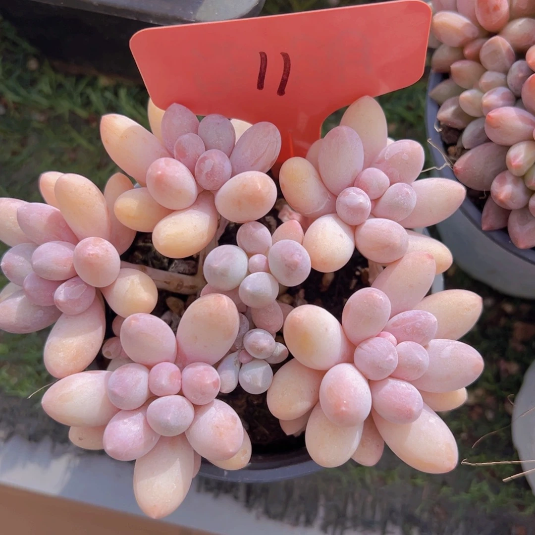 香玉的故事是一个人的故事吗