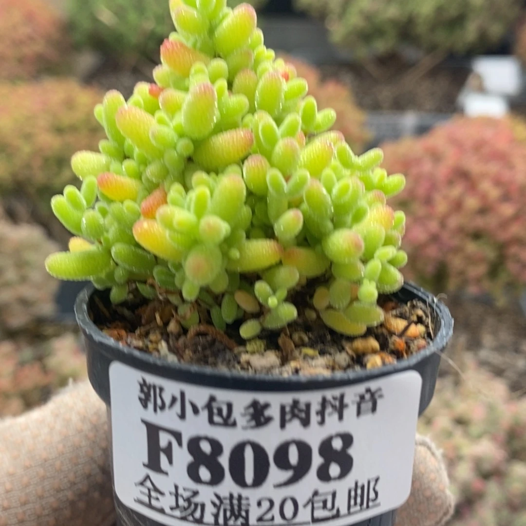 蜜橘糖球8098枝干番杏