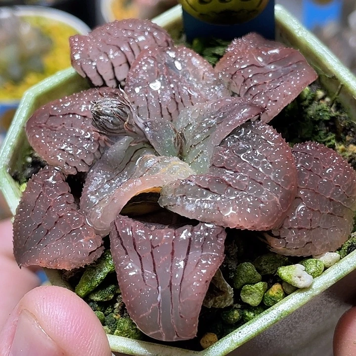 535天空之镜锦亚成福利