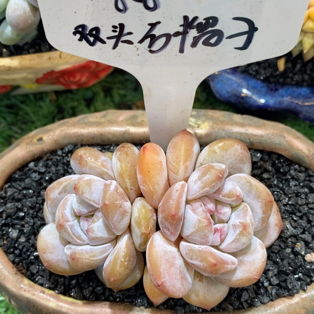 704012多肉多肉多肉