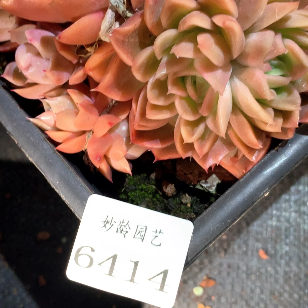 ?****?6414瑕疵不包掉头整散特价处理