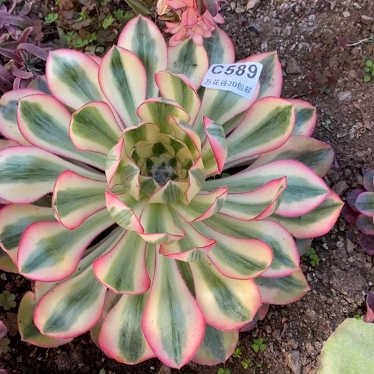 589爱丽丝多肉植物