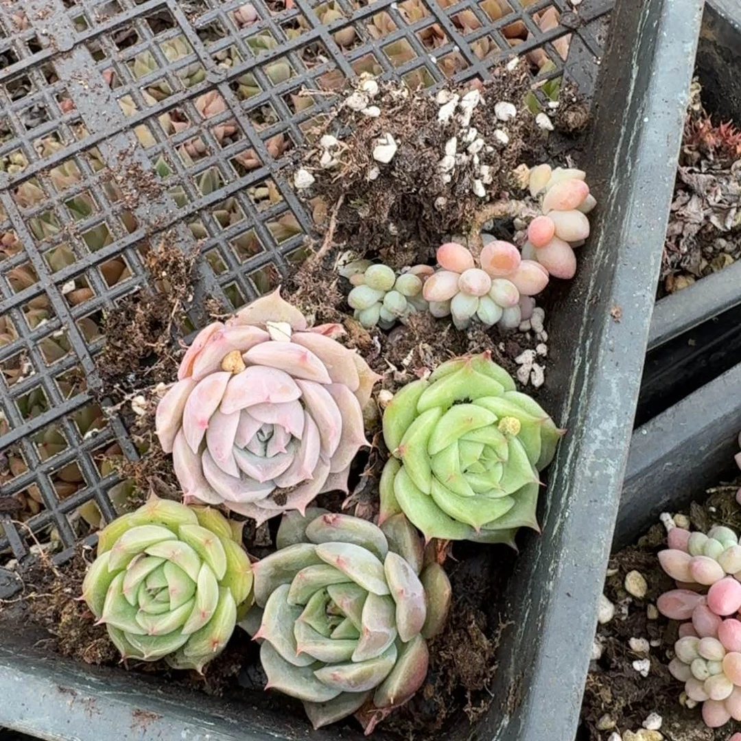 海胆组合量拍一份21-7