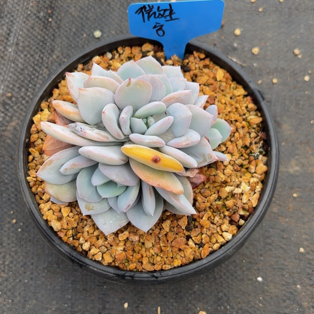 微***子哈哈哈哈哈哈哈哈哈哈哈哈哈哈