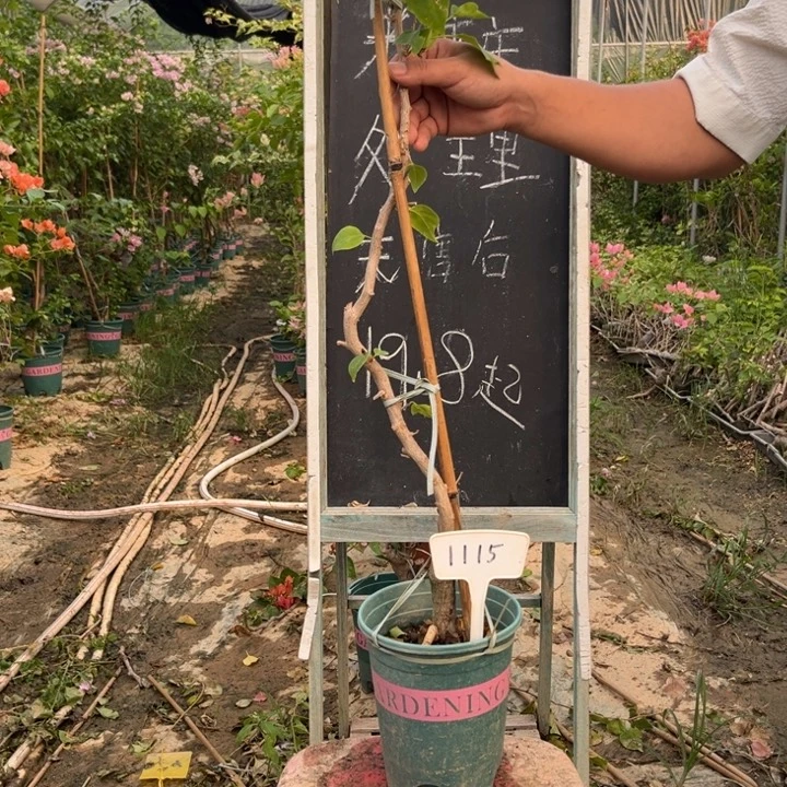 无花朵三角梅1115