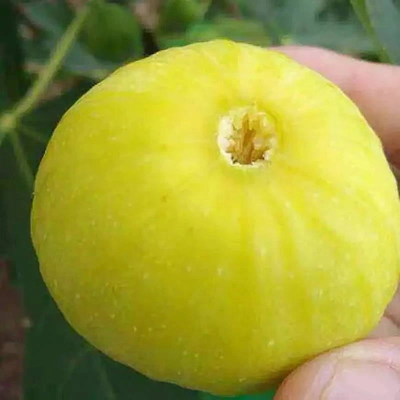 新疆早黄无花果苗浓甜如糖包子南北均可种植