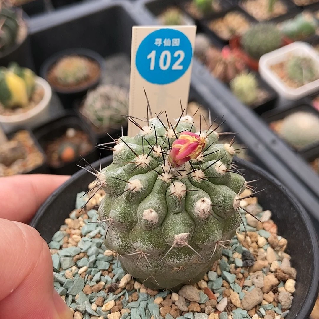 实生上腊帝冠龙侧面有斑4.2cm