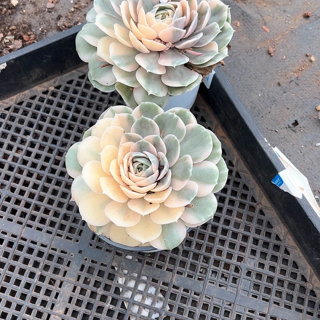 健**福多肉植物一物一拍